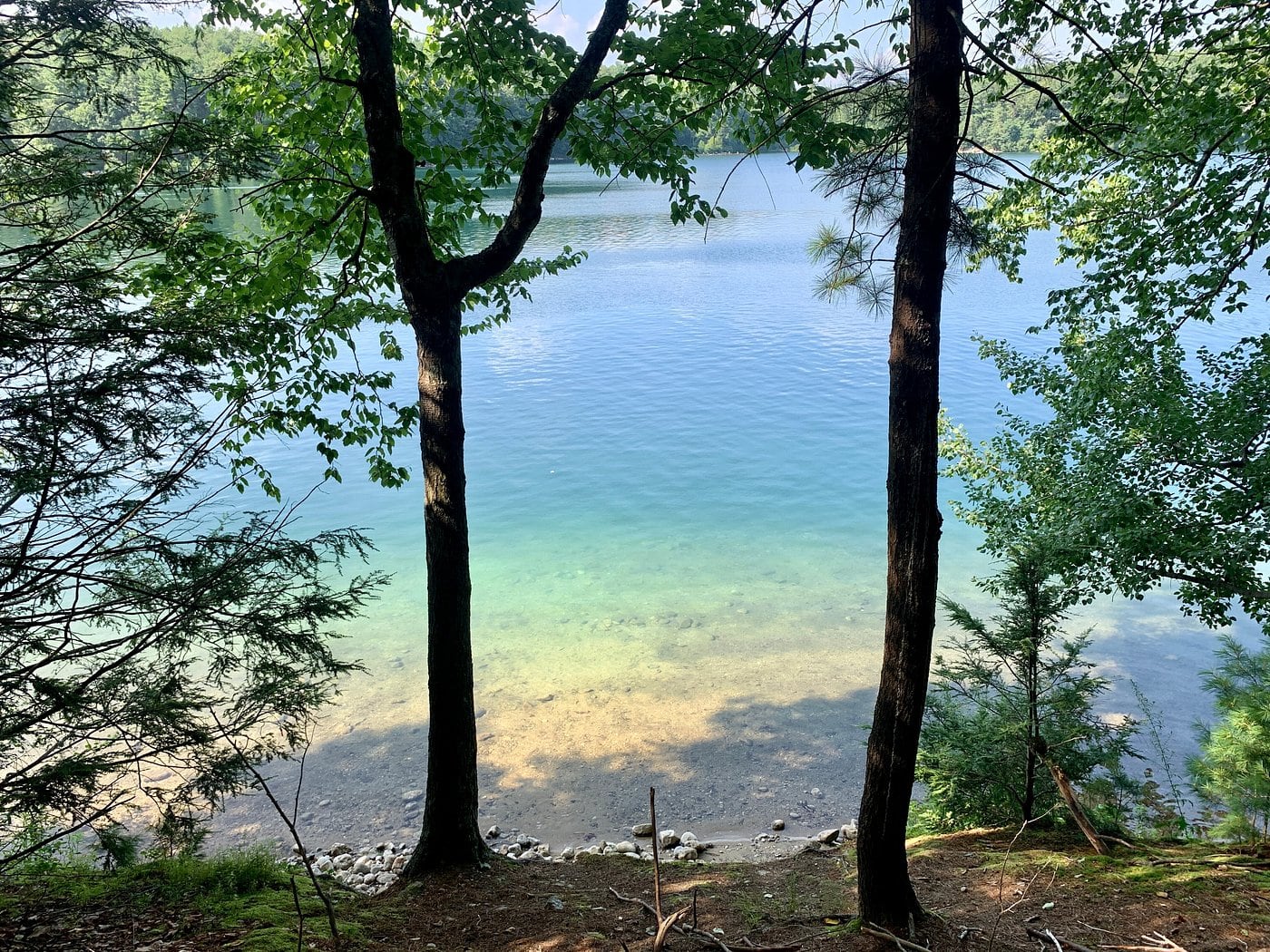 Walden Pond viewed through trees above a quiet wooded shoreline in Concord, Massachusetts.